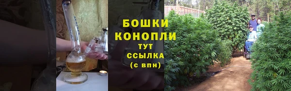 сатива Беломорск