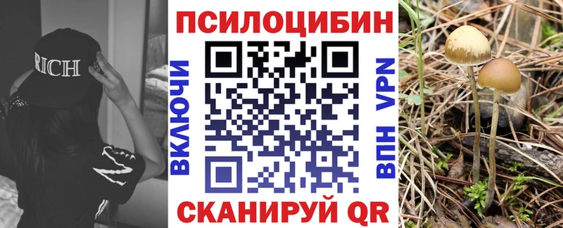 Галлюциногенные грибы Psilocybine cubensis  купить   Болгар 